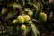 Bunch of mangoes hanging from a tree