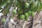 Bunch of mangos in green color behind the coconuts hard fuel pile. Seasonal fruit has a huge demand worldwide