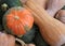 Bunch of many mature edible gourds for sale