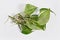 Bunch of Marble Queen pothos houseplant cuttings