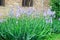 Bunch of mauve violet iris flowers, green stem garden, close up