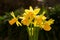 A bunch of miniature Daffodils