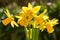 A bunch of miniature Daffodils