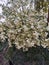 Bunch of moringa flowers blossom