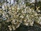 Bunch of moringa flowers blossom in day light