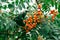 A bunch of mountain ash on a tree in summer