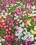 A Bunch of multicolored marigold flowers in garden.