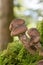 Bunch of mushrooms Armillaria ostoyae growing in moss on a trunk