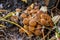 A bunch of mushrooms in the grass near the stump close-up.