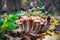 Bunch mushrooms honey fungus in meadow in the autumn forest among fallen leaves