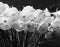 Bunch of Narcissus Bulbocodium flowers, photographed in monochrome at the Botanical Gardens, Gothenburg, Sweden.