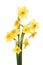 Bunch of narcissus flowers