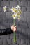 The bunch of narcissus flowers in the female`s hand