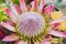 Bunch of native Australian flower with proteas and kangaroo paws