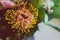 Bunch of native Australian flower with proteas and kangaroo paws