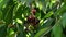 Bunch of natural fresh cherries hanging in branch of a cherry tree