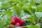 A bunch of natural freshly picked red radishes on a green vegetable patch outdoors in an organic garden