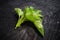 The bunch of a nettle lies on a dark kitchen table