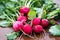 Bunch of newly picked farm fresh radishes