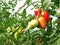 Bunch of oblong red tomatoes