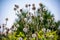 Bunch od dried thistle echinops ritro