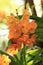 Bunch of orange Ascocentrum vanda orchid flower in nature.