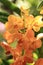 Bunch of orange Ascocentrum vanda orchid flower in nature.