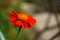 A bunch of orange petals Mexican sunflower blurred background