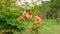 Bunch of orange petals Peacock`s crest know as Pride of barbados or Flower fecne blooming on green leaves blurred background