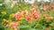 Bunch of orange petals Peacock`s crest know as Pride of barbados or Flower fecne blooming on green leaves blurred background in a