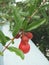 Bunch of orange Pomegranate flower buds