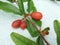 Bunch of orange Pomegranate flower buds and green leaves on stalk