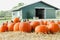 Bunch of orange pumpkins on straw on a pumpkin patch near a green barn