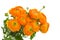 Bunch of orange ranunculus flowers
