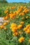 Bunch of orange wild flowers