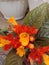 A bunch of orange and yellow episcia flowers that bloom together