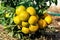 Bunch of oranges ripen on a tree in the garden