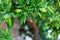 Bunch of oranges ripening on a branch of orange tree - Croatia, island Brac - focus on left side