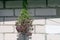 Bunch of oregano plant drying on bright sunlight