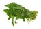 Bunch of organic dandelion greens on a white background