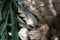 Bunch of Organic Garlic Harvest. Countryside Farming, Farm, Agriculture, Wooden Pallets. Fresh. Beautiful Nature.