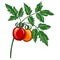 Bunch of organic tomatoes on the plant, on white background.ÐŸÐµÑ‡Ð°Ñ‚ÑŒ