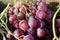bunch of organically grown red globe variety pink table grapes