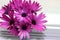 A bunch of Osteospermum purple daisies with raindrops in a vase by the window.