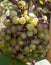 Bunch of overripe rotting white grape closeup