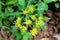 Bunch of Ox-eye daisy or Buphthalmum plants with bright yellow flower buds with long narrow petals starting to open and bloom