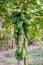 Bunch Papaya holland species on trunk in plantation
