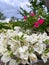 a bunch of paper flowers or snow white bougenville or white and partly pink bougenville variegata and green leaves