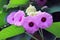 Bunch of Pastel Purple Argyreia Nervosa or Woolly Morning Glory Flowers with Green Leaves