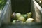A bunch of pears in the fruit grinder machine, fruits in wooden fruit mill in garden, preparation for home making alcohol